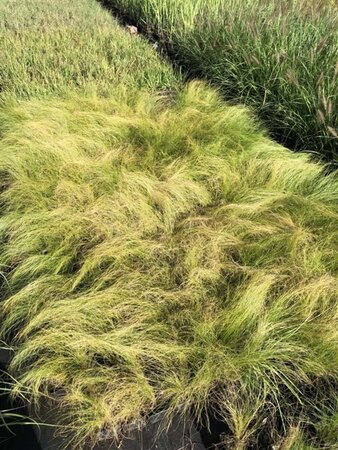 Stipa tenuissima 'Ponytails' geen maat specificatie 0,55L/P9cm - afbeelding 8