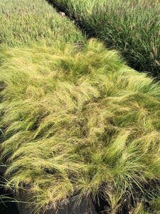 Stipa tenuissima 'Ponytails' geen maat specificatie 0,55L/P9cm - afbeelding 8