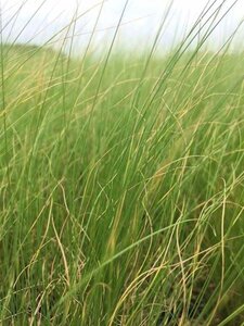 Stipa tenuissima 'Ponytails' geen maat specificatie 0,55L/P9cm - afbeelding 4