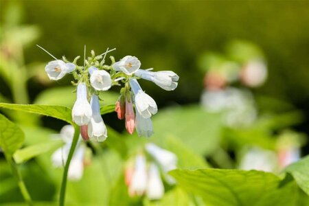 Symphytum grand. 'Hidcote Blue' geen maat specificatie 0,55L/P9cm - afbeelding 1