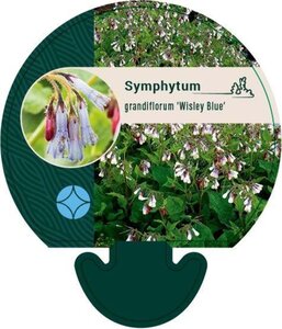 Symphytum grand. 'Wisley Blue' geen maat specificatie 0,55L/P9cm - afbeelding 2