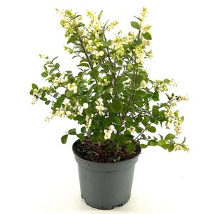 Symphoricarpos Magical Galaxy 40-50 cm cont. 3,0L