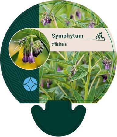 Symphytum officinale geen maat specificatie 0,55L/P9cm - afbeelding 8