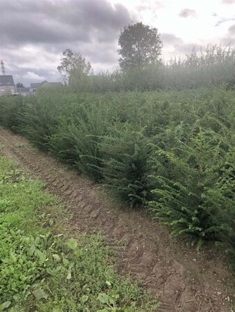 Taxus baccata 100-125 cm met kluit - afbeelding 12