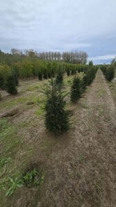 Taxus baccata 100-125 cm met kluit - afbeelding 9