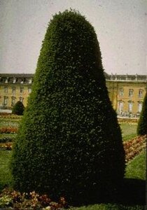 Taxus baccata 100-125 cm met kluit - afbeelding 4