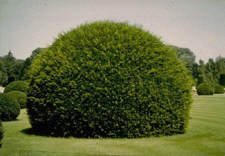 Taxus baccata 100-125 cm met kluit - afbeelding 5