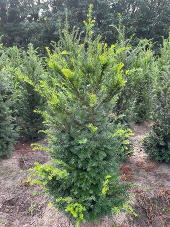 Taxus baccata 100-125 cm met kluit - afbeelding 20