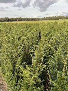 Taxus baccata 100-125 cm met kluit - afbeelding 22