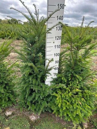 Taxus baccata 100-125 cm met kluit - afbeelding 2