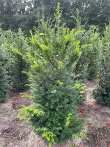 Taxus baccata 100-125 cm met kluit - afbeelding 19