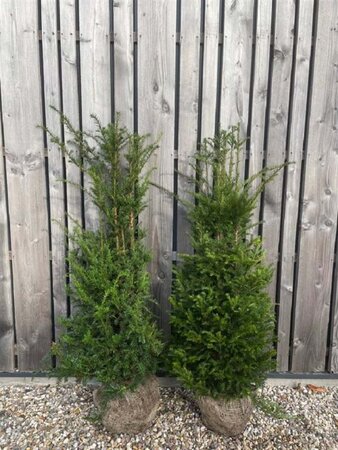 Taxus baccata 100-125 cm met kluit - afbeelding 10