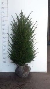 Taxus baccata 100-125 cm met kluit - afbeelding 13