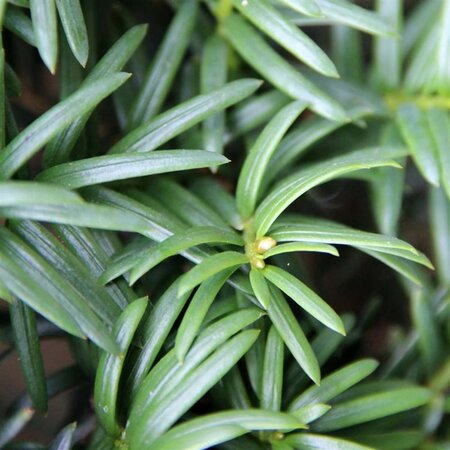 Taxus baccata 125-150 cm RB cone - image 3