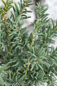 Taxus baccata 150-175 cm RB Single - image 1
