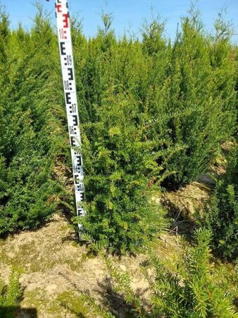 Taxus baccata 60-80 cm met kluit - afbeelding 14