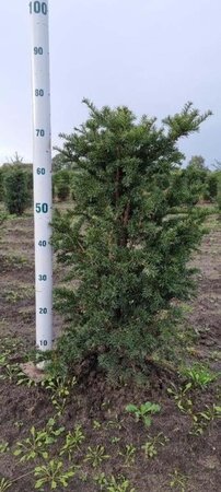 Taxus baccata 60-80 cm met kluit - afbeelding 22