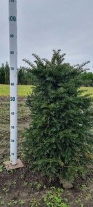 Taxus baccata 60-80 cm met kluit - afbeelding 23