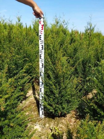 Taxus baccata 80-100 cm met kluit - afbeelding 15