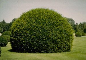 Taxus baccata 80-100 cm met kluit - afbeelding 10