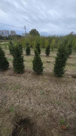 Taxus baccata 80-100 cm met kluit - afbeelding 29