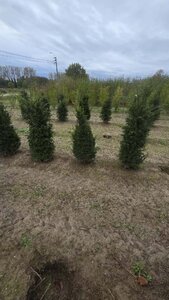 Taxus baccata 80-100 cm met kluit - afbeelding 29