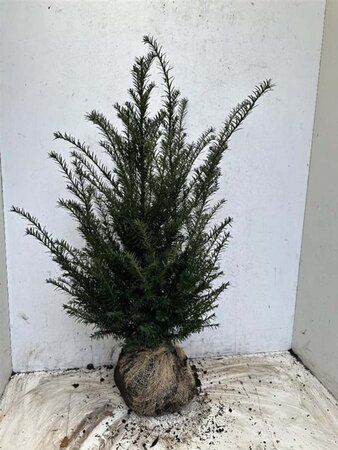 Taxus baccata 80-100 cm met kluit - afbeelding 2