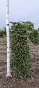 Taxus baccata 80-100 cm met kluit - afbeelding 27