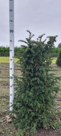 Taxus baccata 80-100 cm met kluit - afbeelding 28