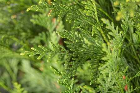 Thuja pl. 'Atrovirens' 80-90 cm cont. 4,0L - afbeelding 1