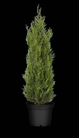 Thuja pl. 'Atrovirens' 80-90 cm cont. 4,0L - afbeelding 2