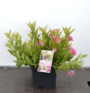 Weigela Picobella Rosa 25-30 cm cont. 3,0L - afbeelding 1