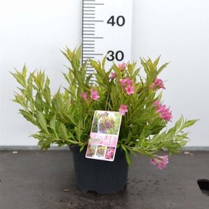 Weigela Picobella Rosa 25-30 cm cont. 3,0L - afbeelding 2