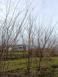 Zelkova serrata 175-200 cm draadkluit meerstammig - afbeelding 1