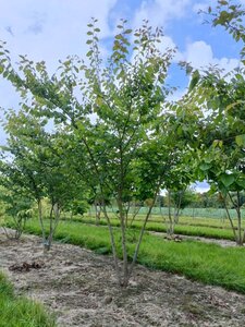 Zelkova serrata 175-200 cm draadkluit meerstammig - afbeelding 2