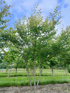 Zelkova serrata 175-200 cm draadkluit meerstammig - afbeelding 3