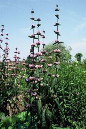 Phlomis tuberosa 'Amazone' geen maat specificatie 0,55L/P9cm - afbeelding 3