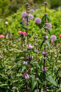 Phlomis tuberosa 'Amazone' geen maat specificatie 0,55L/P9cm - afbeelding 2