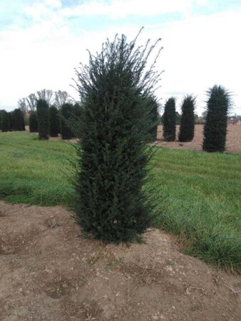 Taxus baccata 200-250 cm RB - image 5