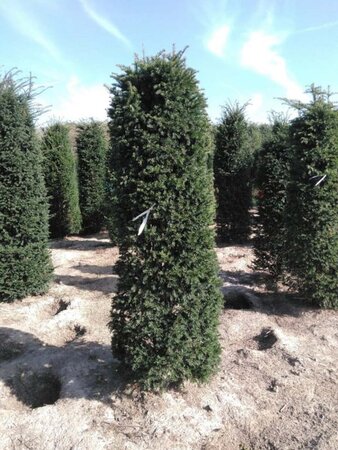 Taxus baccata 200-250 cm RB - image 4