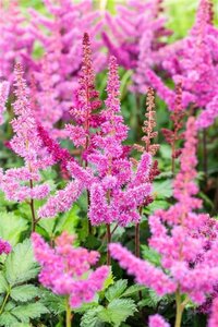 Astilbe 'Little Vision in Pink' geen maat specificatie 0,55L/P9cm - image 1