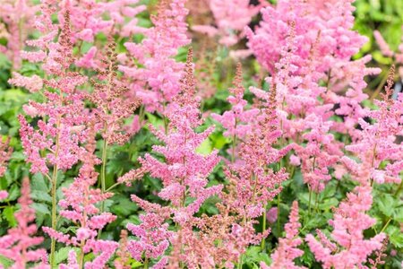 Astilbe 'Little Vision in Pink' geen maat specificatie 0,55L/P9cm - image 2