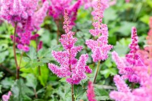 Astilbe 'Little Vision in Pink' geen maat specificatie 0,55L/P9cm - image 3