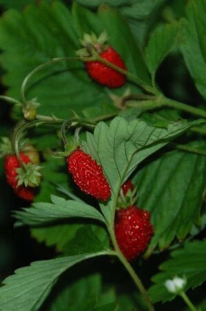 Fragaria v. 'Alexandria' geen maat specificatie 0,55L/P9cm - afbeelding 1