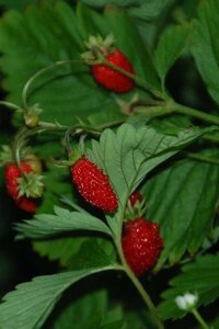 Fragaria v. 'Alexandria' geen maat specificatie 0,55L/P9cm - afbeelding 1