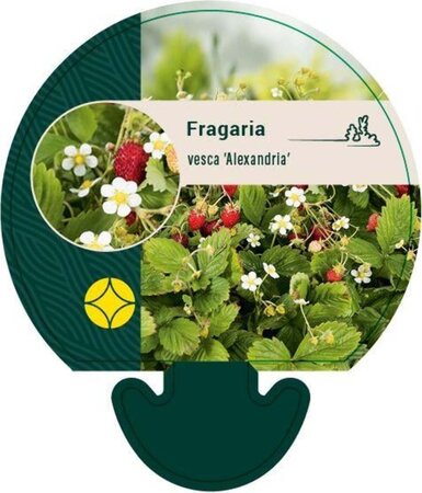 Fragaria v. 'Alexandria' geen maat specificatie 0,55L/P9cm - afbeelding 4