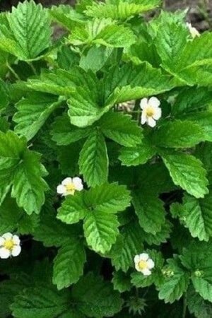 Fragaria v. 'Alexandria' geen maat specificatie 0,55L/P9cm - afbeelding 2