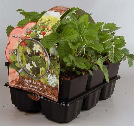 Fragaria v. 'Alexandria' geen maat specificatie 0,55L/P9cm - afbeelding 3