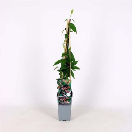 Lonicera henryi 70 cm vierkant 2L