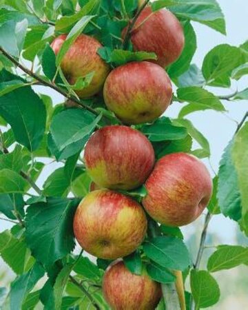 Malus d. 'Bohnapfel' 6-8 Halfstam wortelgoed